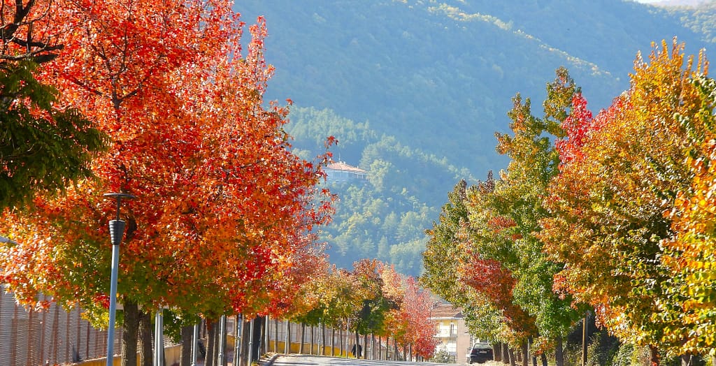 Οδός Ελένης Δημητρίου με δέντρα με κόκκινα φθινοπωρινά φύλλα. Διακρίνεται το Τουριστικό Περίπτερο ΦΟΟΦ
